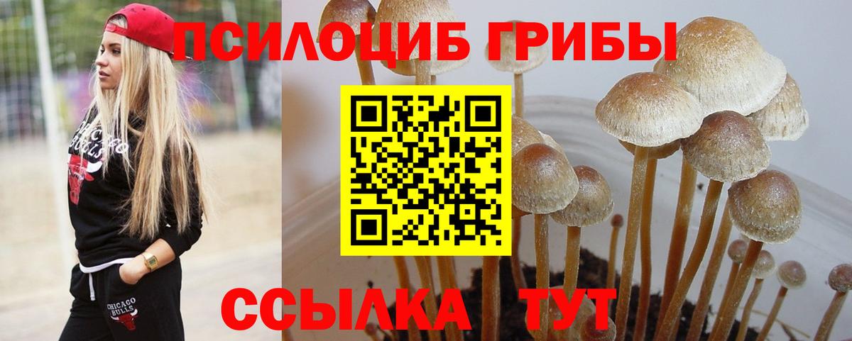Звенигород  Псилоцибиновые грибы Psilocybine cubensis  Вход с VPN 